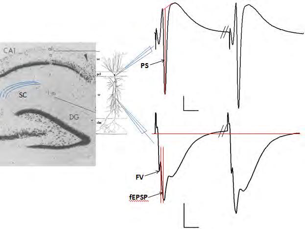 από την κυματομορφή του δυναμικού, τη βασική γραμμή και την ορθογώνια γραμμή που διασταυρώνει την κυματομορφή στο τέλος του fv (Εικόνα 12).