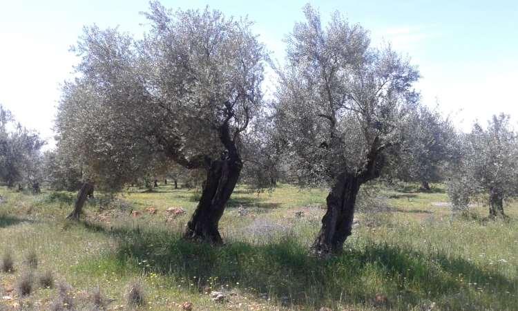 Ελαιόδεντρα