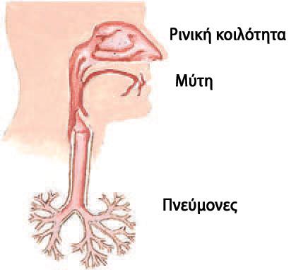 ακάρεα της οικιακής σκόνης και η σκόνη.