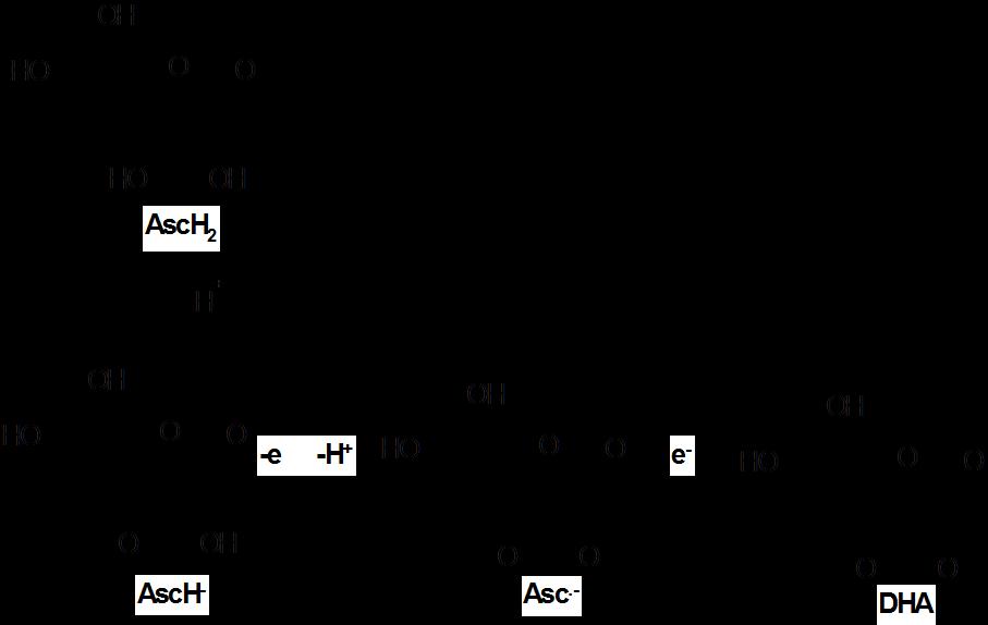 Αν η δεϋδρο-μορφή οξειδωθεί σε δικετογουλονικό οξύ δεν ανάγεται προς την αρχική μορφή και χάνει την βιολογική της δράση.