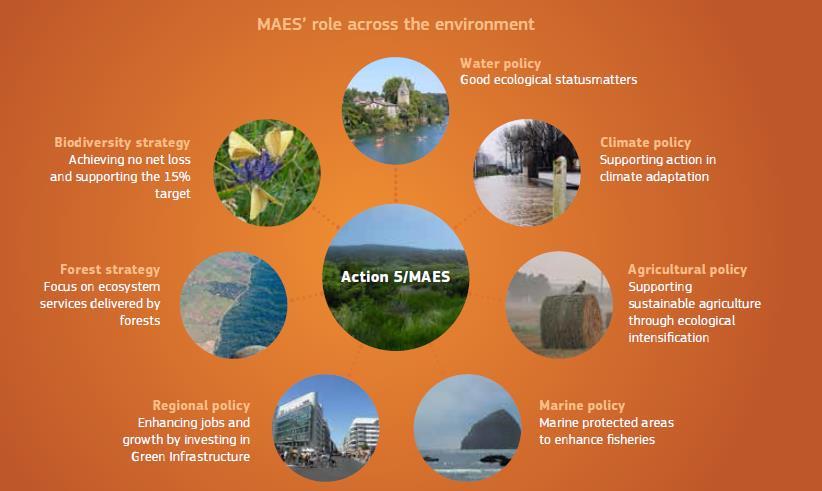 Σημασία της Δράσης 5 (MAES) της Ευρωπαϊκής Στρατηγικής για τη Βιοποικιλότητα Στρατηγική για τη Βιοποικιλότητα Πολιτική