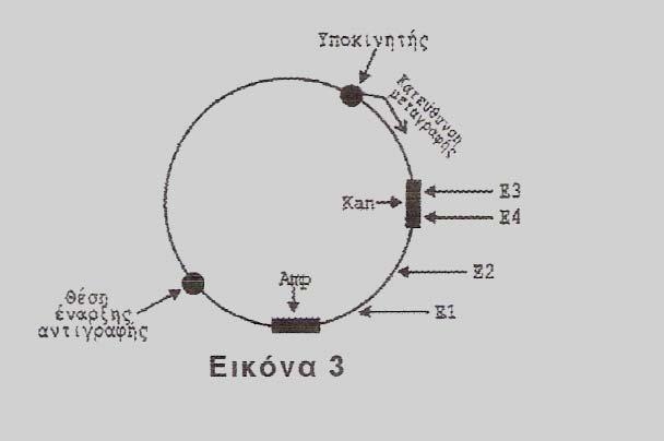 Να εξηγήσετε ποια ήταν αυτή η αντικατάσταση βάσης και σε ποιο κωδικόνιο έγινε. (μ.2) Δ5. Στη συνέχεια, στο ίδιο βακτηριακό στέλεχος E.