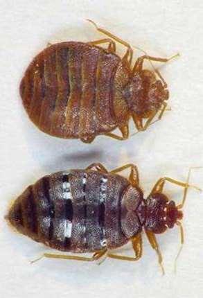 ΤΑΞΗ: HEMIPTERA -Οικογένεια Cimicidae Cimex lectularius -Κοριοί Μικρά έντομα, οβάλ σχήματος πεπλατυσμένα, ερυθρό καστανού χρωματισμού Υποχρεωτικά εκτοπαράσιτα του ανθρώπου Ενεργά κατά τη διάρκεια του