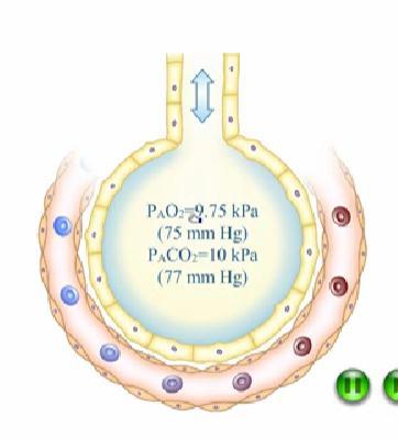 PAO2 = (760-47) x FiO2 PaCO2/0.