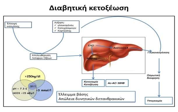 Υπεργλυκαιμία & άσκηση στο ΣΔ τύπου Ι Η αύξηση αυτών των αντισταθμιστικών ορμονών