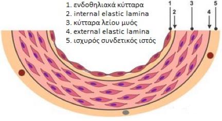 Ο έσω χιτώνας αποτελείται από μία στοιβάδα ενδοθηλιακών κυττάρων και τη λεπτή βασική μεμβράνη (basal lamina).