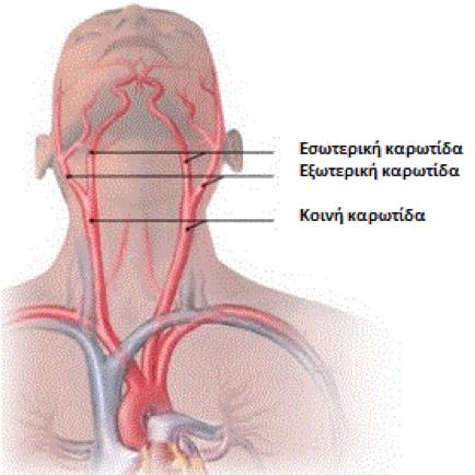 Σχήμα 1.3: Σχηματική απεικόνιση της ανατομίας των καρωτίδων.