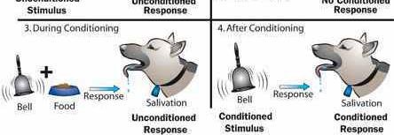 Ο Pavlov συνέδεσε κατ επανάληψη την τροφή με το μετρονόμο και βρήκε ότι με τον καιρό ο ίδιος ο μετρονόμος (εξαρτημένο ερέθισμα τώρα), ανεξάρτητα από την τροφή, προκαλούσε έκκριση σιέλου (εξαρτημένη