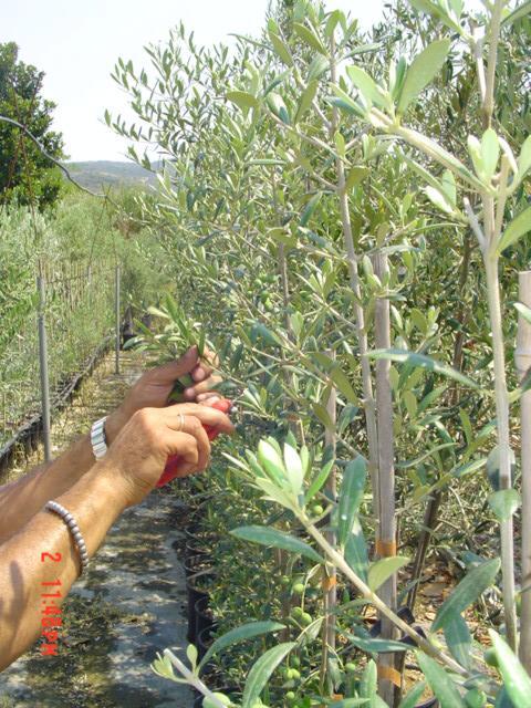 Μητρική φυτεία Καλή θρεπτική