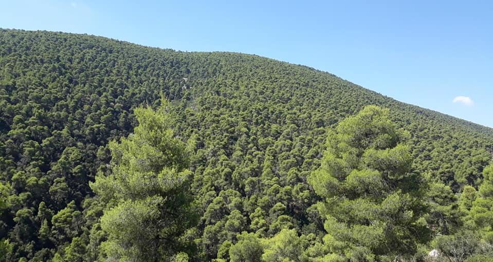 Τα ψηλά πεύκα, τους πυκνούς θάμνους, τα πουρνάρια, τα σκίνα, τις κουμαριές, τα θυμάρια.