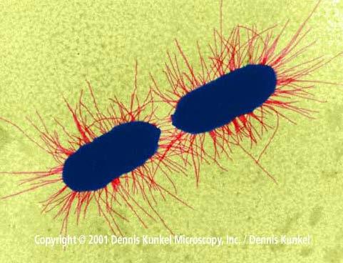 Άλλα πιθανά βακτήρια παραγωγοί αιθανόλης Escherichia coli: μεταβολίζει πολλά σάκχαρα εύκολο στον
