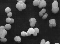 Άλλα πιθανά βακτήρια παραγωγοί αιθανόλης Klebsiella oxytoca και Erwinia chrysanthemi: μεταβολίζουν πολλά σάκχαρα, ακόμα και κελλοβιόζη και κελλοτριόζη μπορούν