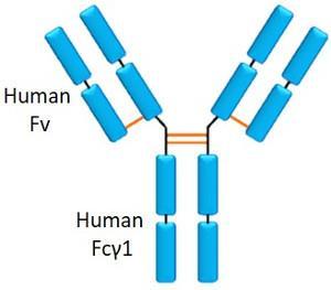 Adalimumab Adalimumab