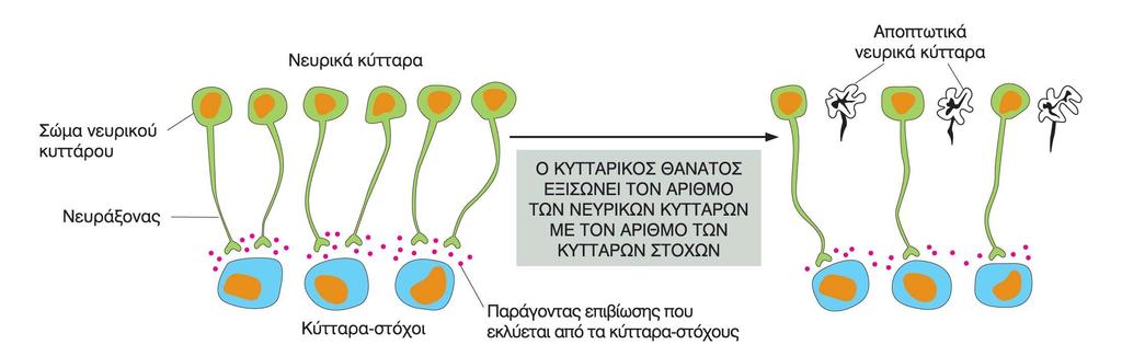 Απόπτωση και ανάπτυξη