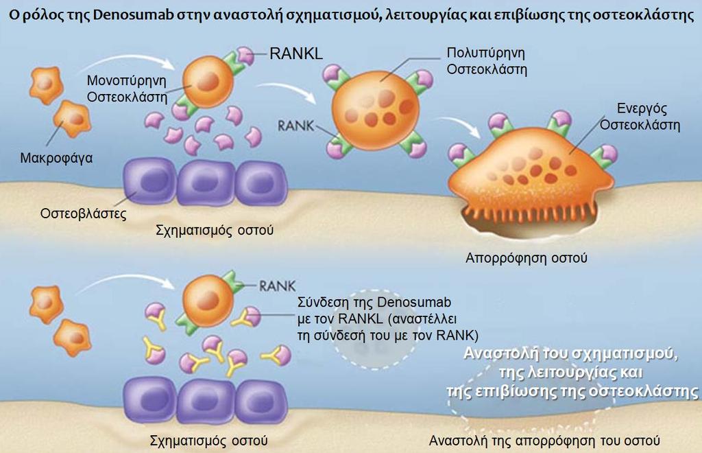 Denosumab (Prolia, Amgen) Ανθρώπινο μονοκλωνικό αντίσωμα (IgG2) RANKL Στοχεύει και συνδέεται με υψηλή συγγένεια και ειδικότητα με το RANKL Προλαμβάνει ενεργοποίηση του υποδοχέα του (RANK-R), στην