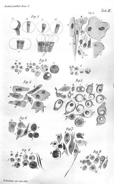 Η κυτταρική θεωρία του Virchow: από το περιοδικό Archiv