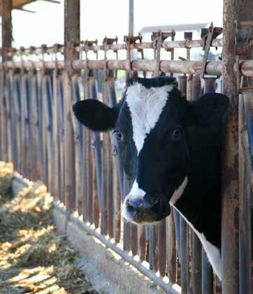 Η λύση της Afimilk για καλύτερη φροντίδα της αγελάδας Η πολυετής Έρευνα και Ανάπτυξη και η εμπειρία μας στην κτηνοτροφία συνδυάστηκαν για να μας βοηθήσουν να επιτύχουμε έναν στόχο: την αυτοματοποίηση