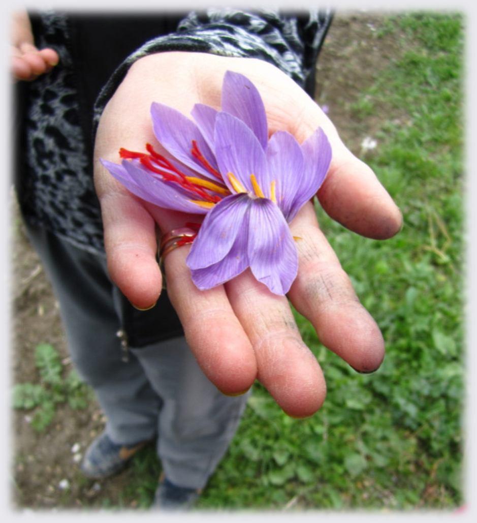 Τα κόκκινα στίγματα του άνθους του φυτού «κρόκος» (Crocus sativus L.