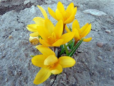 Crocus biflorus,