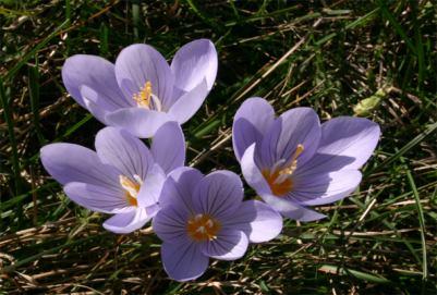 Crocus pelistericus,