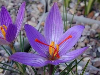 Προβατάς, Χίος Crocus