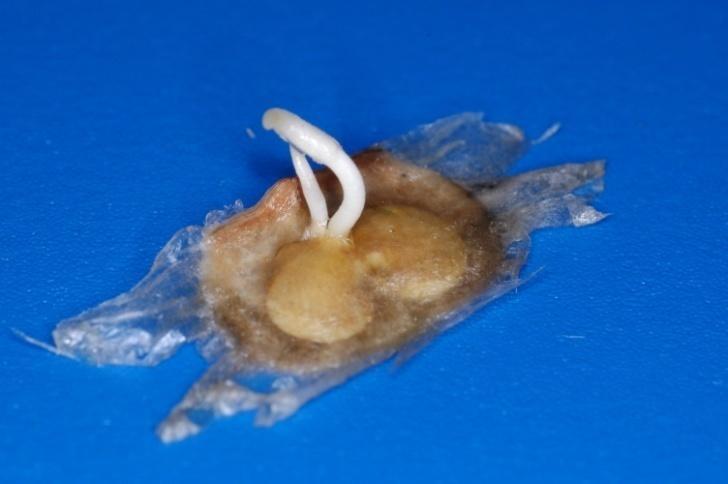 Tabebuia chrysotricha (embryos n = 606