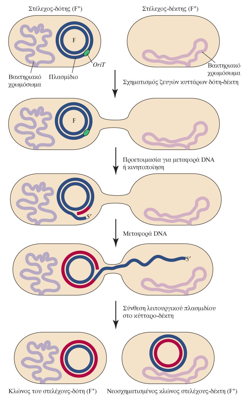 Πλασμίδιο F: παράγοντας γονιμότητας Δότης (αρσενικό) Δέκτης (θηλυκό) Μεταφορά του