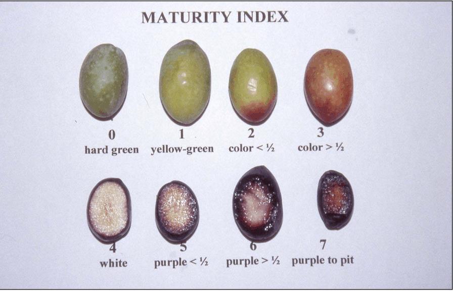 Δείκτης ωριμότητας Κατηγορία 0: χρώμα φλοιού σκούρο πράσινο σκληρός καρπός Κατηγορία 1: χρώμα φλοιού ανοικτό πράσινο πρασινοκίτρινο έναρξη μαλακώματος Κατηγορία 2: < 50% φλοιού ιώδες, κοκκινωπό ή