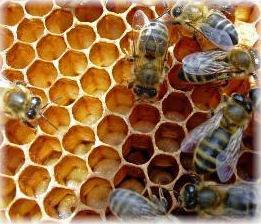 Παράδειγμα: Νοθεία του μελιού Το αυθεντικό μέλι έχει χαρακτηριστικό ισοτοπικό αποτύπωμα του άνθρακα φυτών C-3 Η ανίχνευση νοθείας με φθηνότερα σάκχαρα που προέρχονται από C-4 φυτά (ζαχαροκάλαμο,