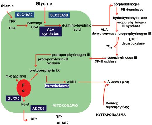 280 Α. Καττάμης et al μης, συντίθεται 5-αμινολεβουλινικό οξύ (ALA) από γλυκίνη και ηλεκτρυλ-συνένζυμο Α, από το ένζυμο συνθετάση 2 της d-ala (ALAS2) ενδομιτοχονδριακά.