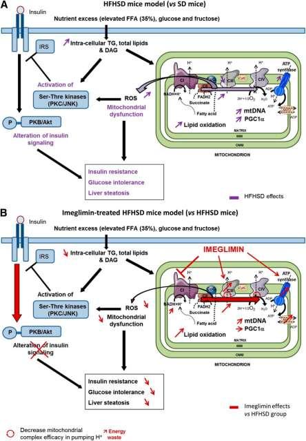 Νέα κατηγορία : Γλιμίνες- Ιμεγλιμίνη Poxel closes enrolment in TIMES 2 trial of Imeglimin in Japan, 9 Oct 2018 Imeglimin is a first-in-class, investigational, orally available therapeutic agent