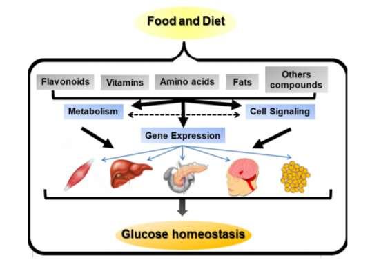 Διατροφή Γονίδια Τα θρεπτικά συστατικά επηρεάζουν τη γονιδιακή έκφραση: (i) (ii) άμεσα - επιδρώντας στους παράγοντες μεταγραφής (transcription factors) μέσω των μεταβολιτών τους.
