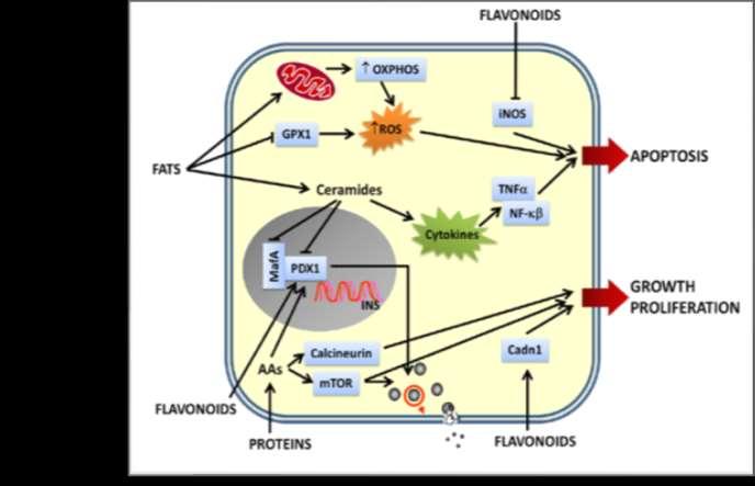 Τα φλαβονοειδή και οι πρωτεΐνες - τη σύνθεση και απελευθέρωση (εξωκύττωση) της ινσουλίνης - πολλαπλασιασμό των β κυττάρων - τα γονίδια που εμπλέκονται στην απόπτωση β κυττάρων.