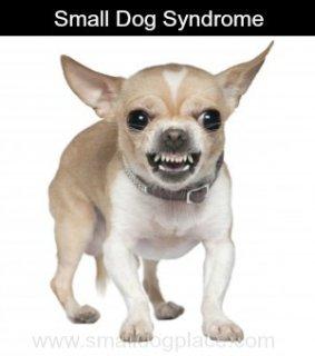 Ίσως έχετε ακούσει για το «Σύνδρομο του μικρού Σκύλου» (Small Dog Syndrome), ειδικά αν έχετε οι ίδιοι μικρόσωμο σκυλάκι.