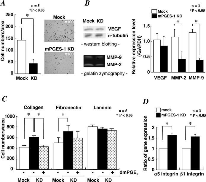 mpges-1 and tumorigenesis 365 Figure 2 sirna silencing of mpges-1 in LLC cells reduces their malignant potential in vitro (A) mpges-1-kd and mock cells [1.