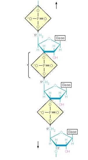 Νουκλεϊκά οξέα 5 άκρο DNA RNA 5 άκρο 3-5