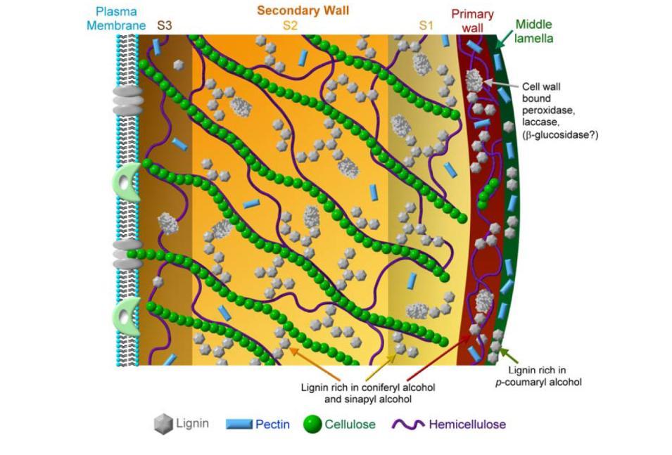 Δομή τοιχωμάτων φυτικών κυττάρων Μέσο έλασμα (Middle lamella) Κολλάει μεταξύ τους τα