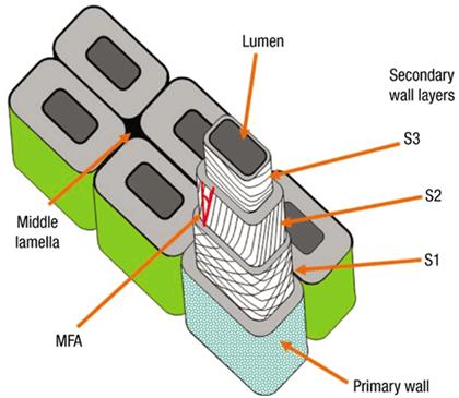 διαιρούμενα κύτταρα Κυτταρίνη Ημικυτταρίνη (Πηκτίνη) Δευτερογενές τοίχωμα (S1,S2,S3)