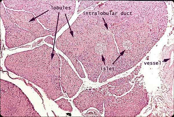 Histology