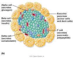 pancreas