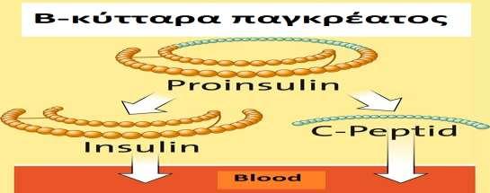 Τα επίπεδά της ρυθμίζονται από τα επίπεδα γλυκόζης στο