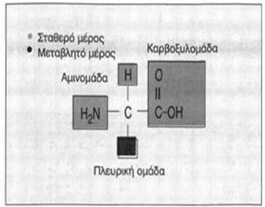 23 Τα περισσότερα αµινοξέα αποτελούνται από ένα άτοµο άνθρακα συνδεδεµένο οµοιοπολικά µε τέσσερα μέρη, ένα άτοµο υδρογόνου, µια καρβοξυλοµάδα (-COOH), µια αµινοµάδα (-NH 2 )καιµιαπλευρική οµάδα (- R).