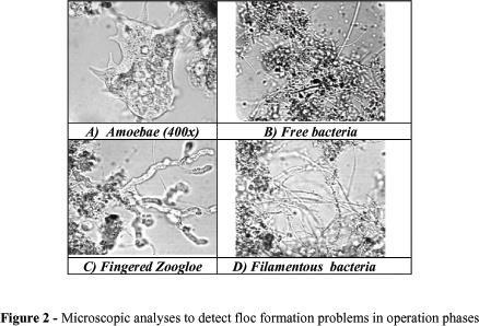 Πρωτόζωα Φύκη (algae) Μύκητες (fungi) Γενικός μοριακός τύπος Βακτήρια: C 5 H 7