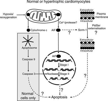 ππάξρεη θαη ΑΠΟ ρσξίο θαζπάζεο Apoptosis inducing Factor (AIF)!