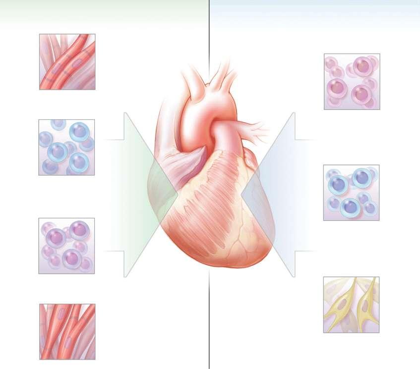Endogenous Sources Cardiomyocyte replication Exogenous Sources Embryonic stem cells Niches of cardiac stem of progenitor cells Induced pluripotent stem cells