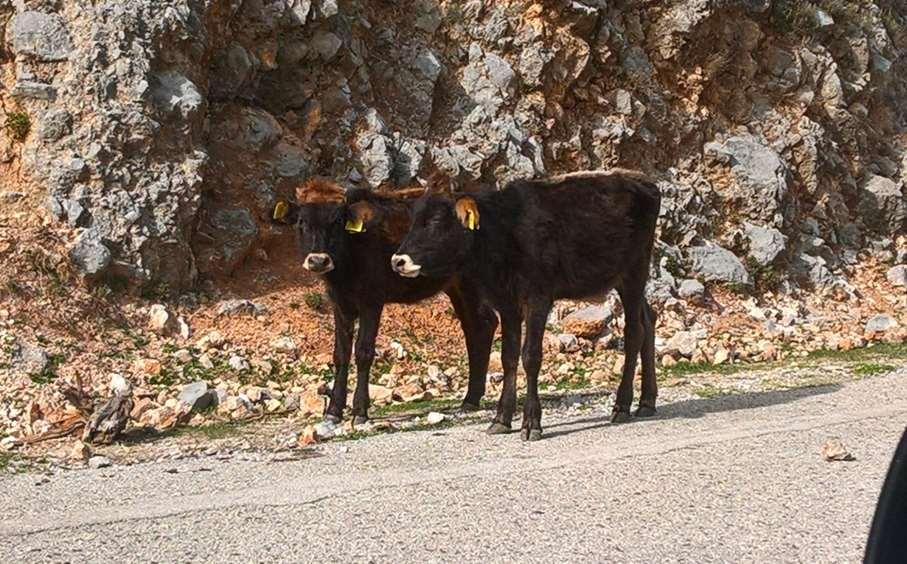 Περδικάκι