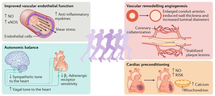 Η επίδραση της άσκησης στα αγγεία το