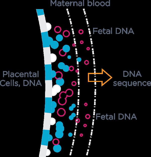 Cell-free fetal DNA (cfdna) and mosaicism Cell-free fetal DNA in maternal blood Believed to be from placental and fetally-derived cells Grati, et al.