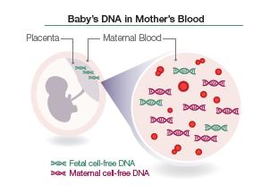 Ελεύθερο Εμβρυϊκό DNA Το 1997 στο Πανεπιστήμιο της Οξφόρδης, ο Dennis Lo και οι συνεργάτες του ανακάλυψαν την