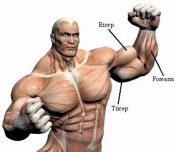 6. For the muscle fibers to contract and relax normally, both Ca 2+ and ATP are required. Για να συστέλλονται και να χαλαρώνουν κανονικά οι μυϊκές ίνες, απαιτούνται τόσο Ca 2+ όσο και ATP. a. What will happen if Ca 2+ is depleted from the muscle fiber?